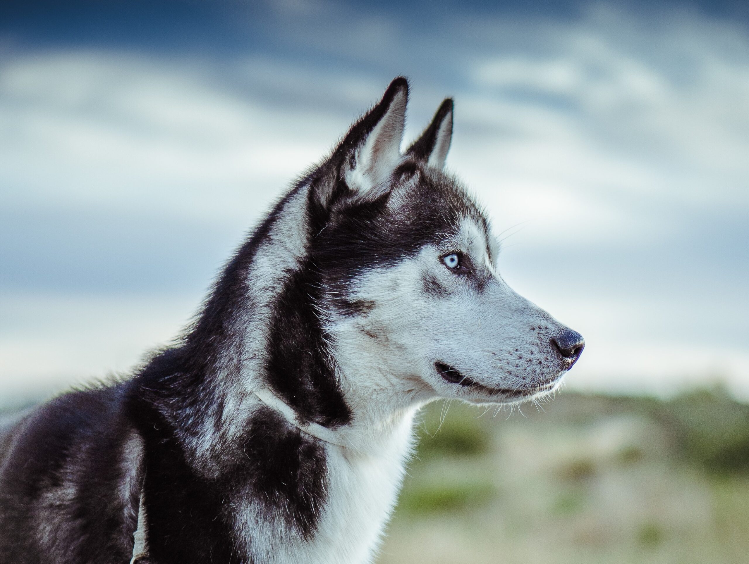 Husky, blauer Himmel